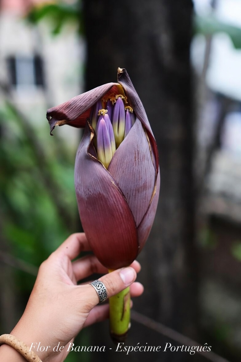 Descubra o Surpreendente Potencial da Flor de Bananeira para a Saúde: Um Acréscimo Rico em Nutrientes à Sua Rotina Diária