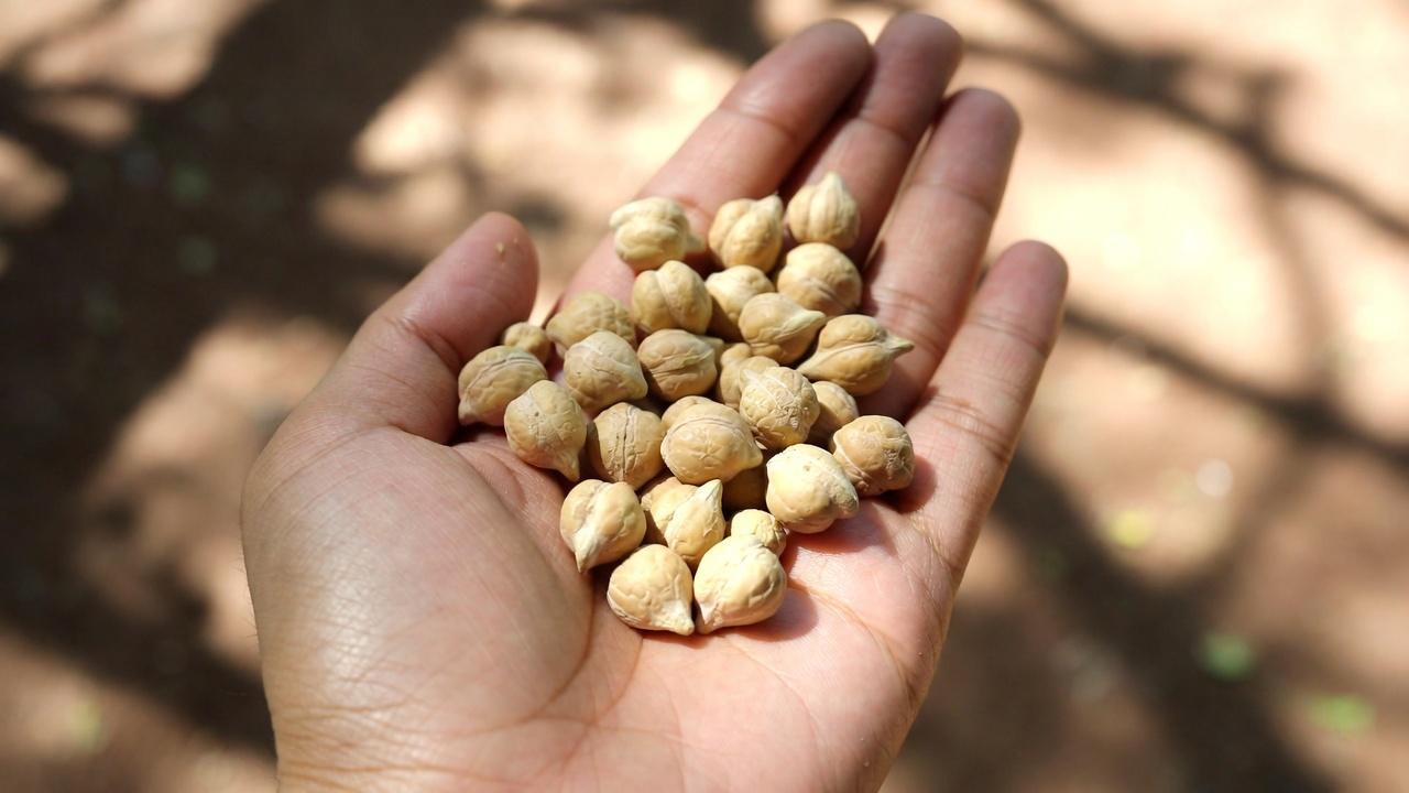 Idosos: 6 proteínas para limitar e 4 opções mais seguras se você tiver problemas renais