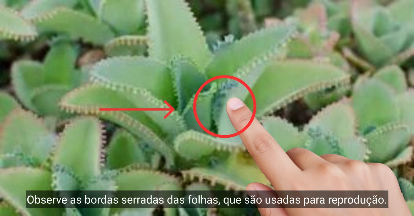 Benefícios da Kalanchoe: Usos e Como Tomá-la