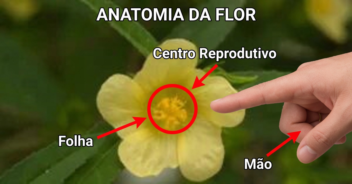 Sida acuta benefícios: receitas e usos medicinais