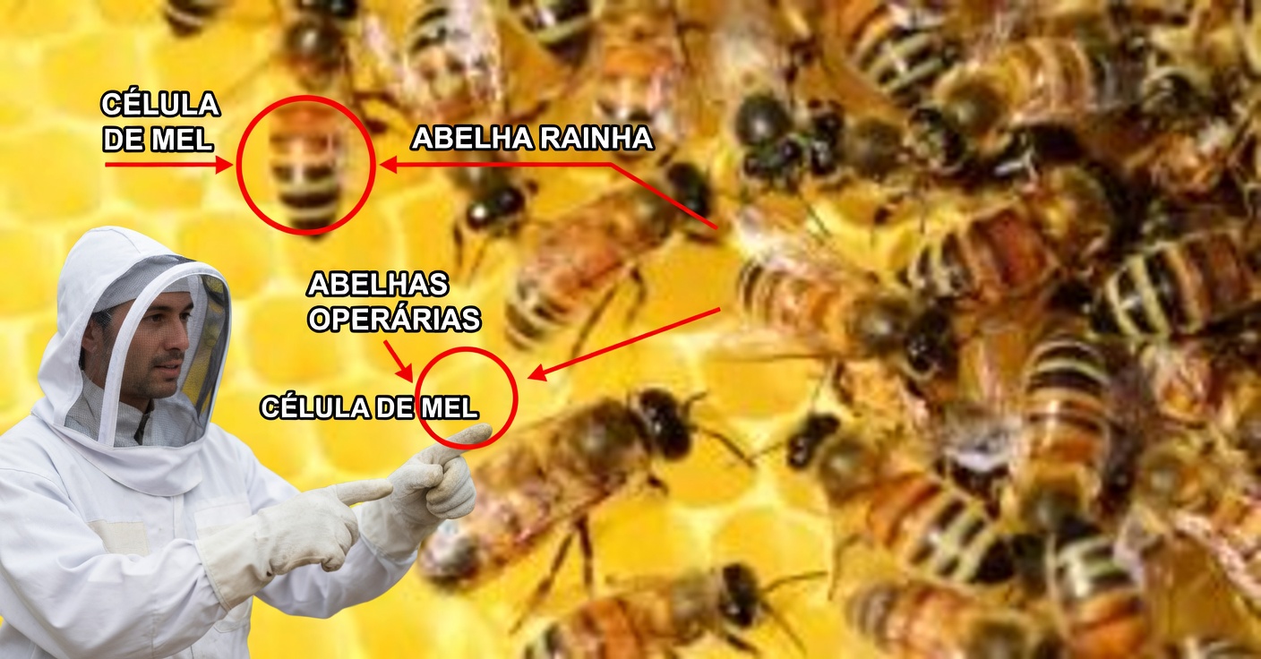 Remédios com mel para melhorar sua saúde