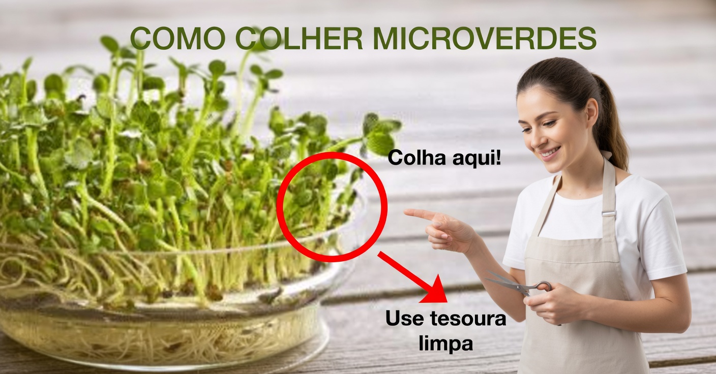 Alfafa para os rins e gota