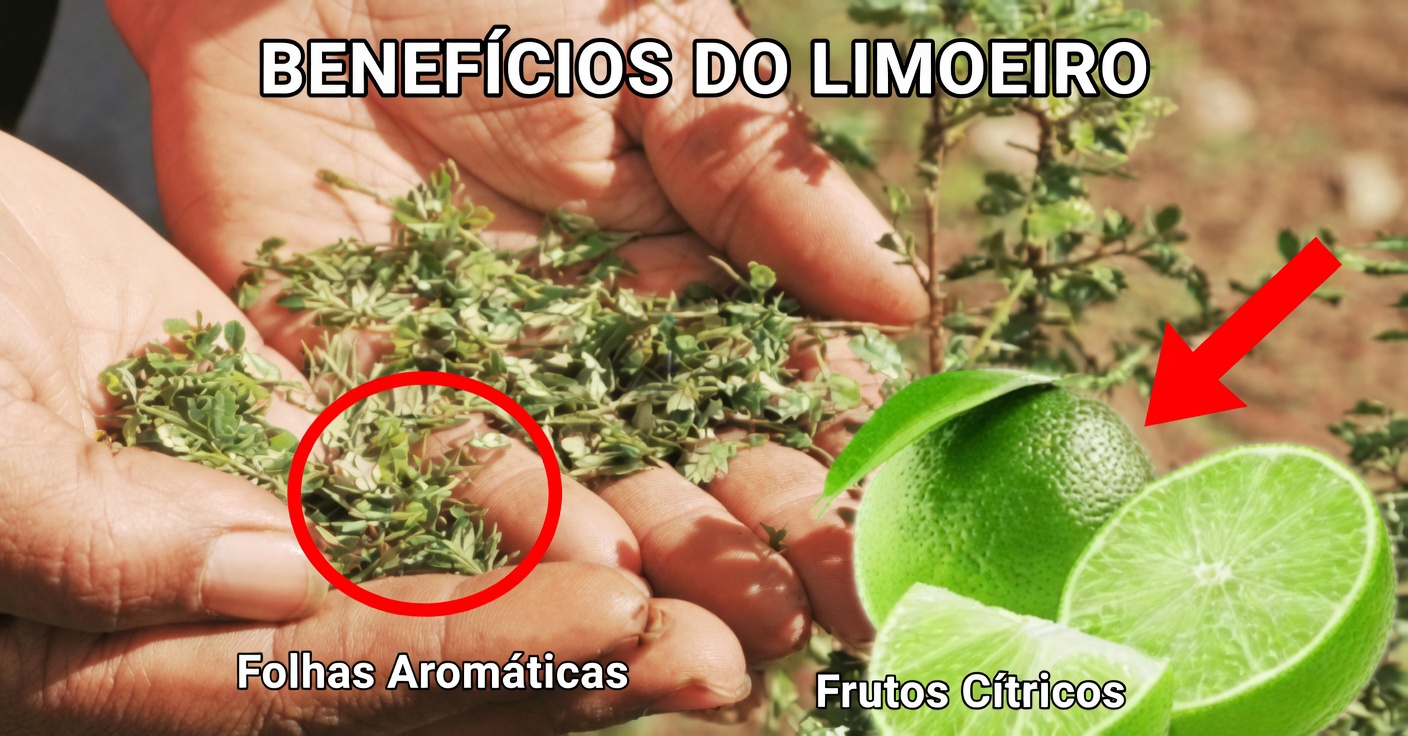 Orégano e Limão para a Saúde