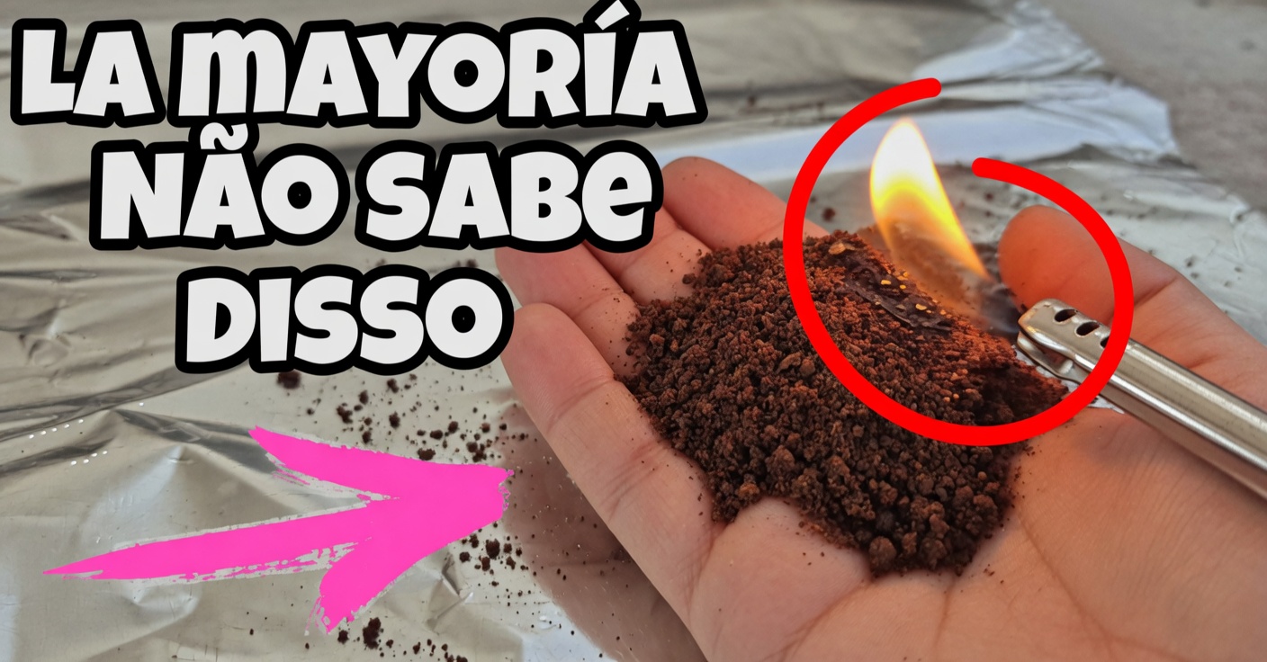 Café contra insetos: remédio caseiro para moscas e mosquitos