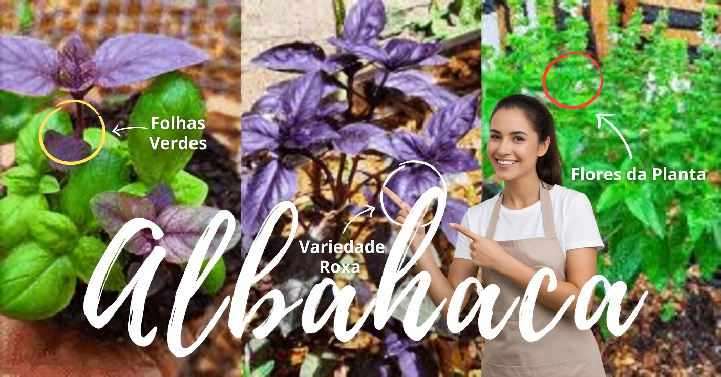 Manjericão Roxo: Propriedades e 3 Usos Medicinais