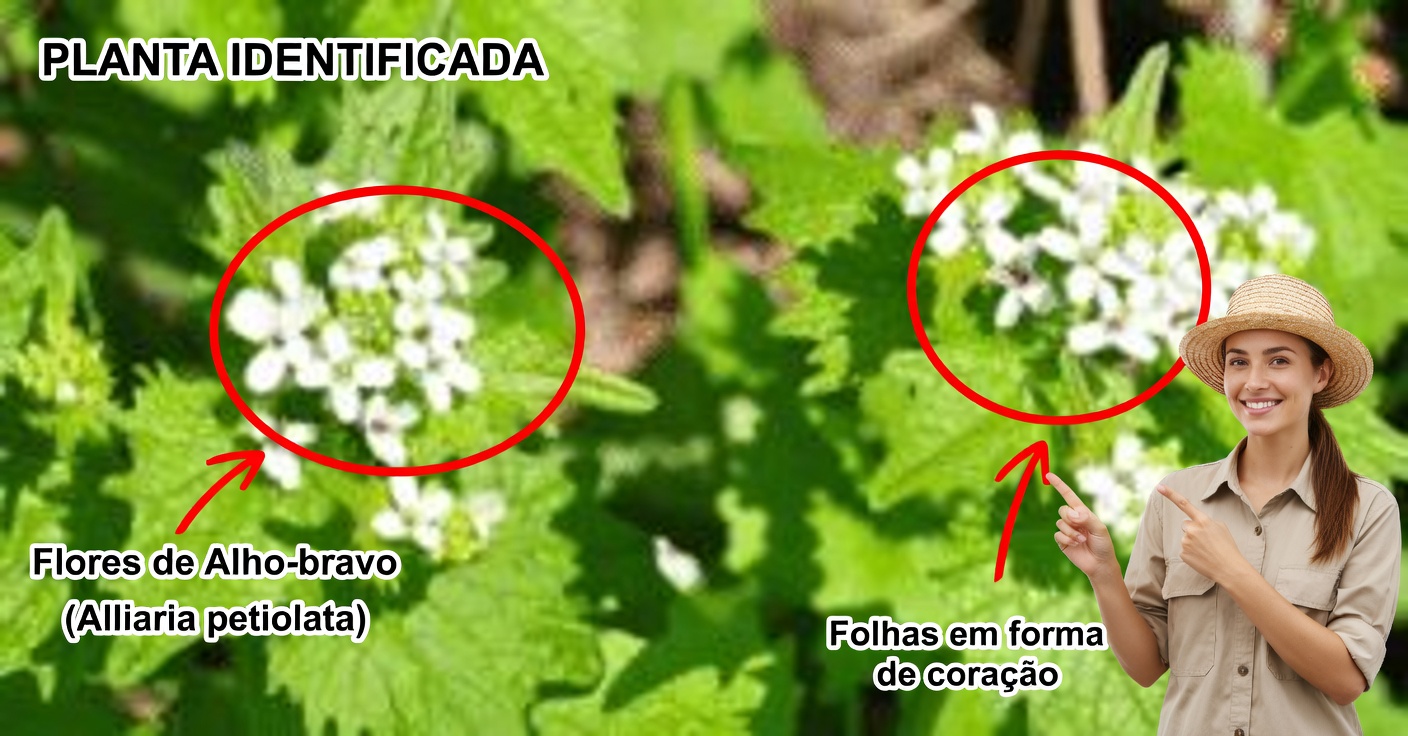 Mostarda de alho: benefícios e como usá-la