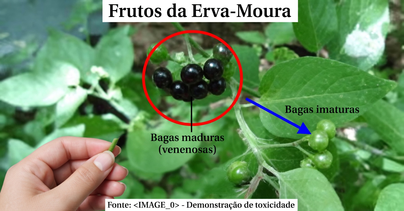 Erva-Moura: Benefícios e Receitas Naturais