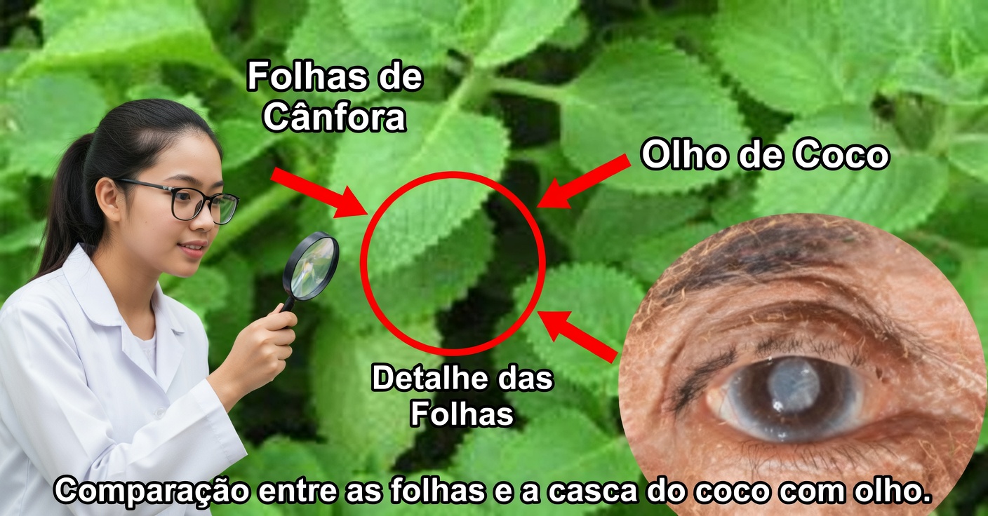 Orégano orejón para a visão: remédios para a saúde ocular