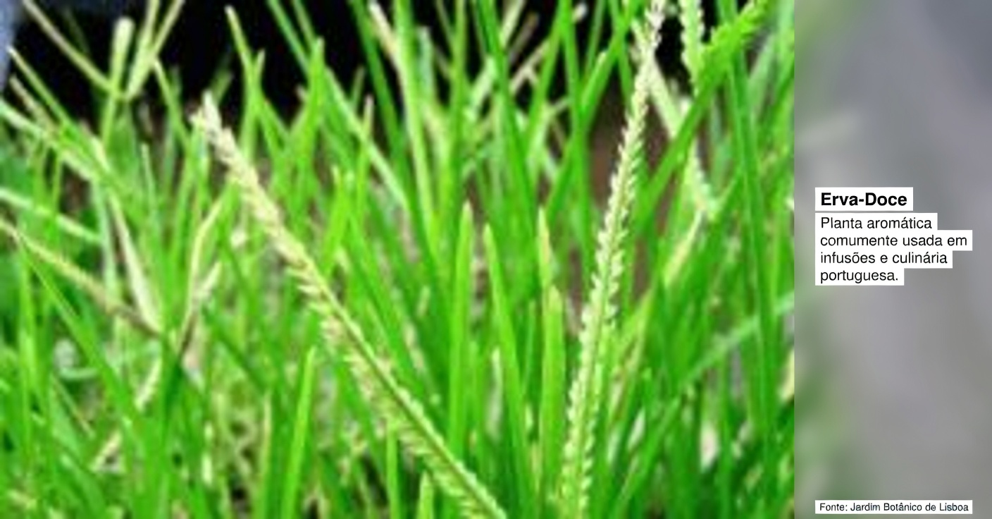 Erva-de-ganso: Propriedades, Benefícios e Remédios Caseiros para 25 Afecções