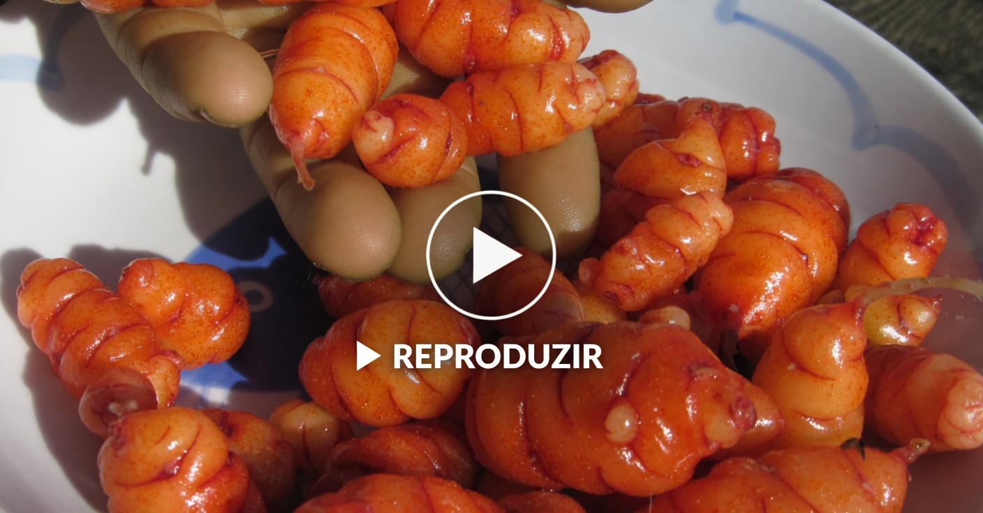 Descubra os Benefícios Naturais do Chá de Hibisco para Emagrecer