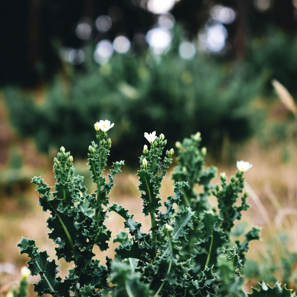 Os Benefícios Ocultos da Alface-brava (Lactuca serriola)