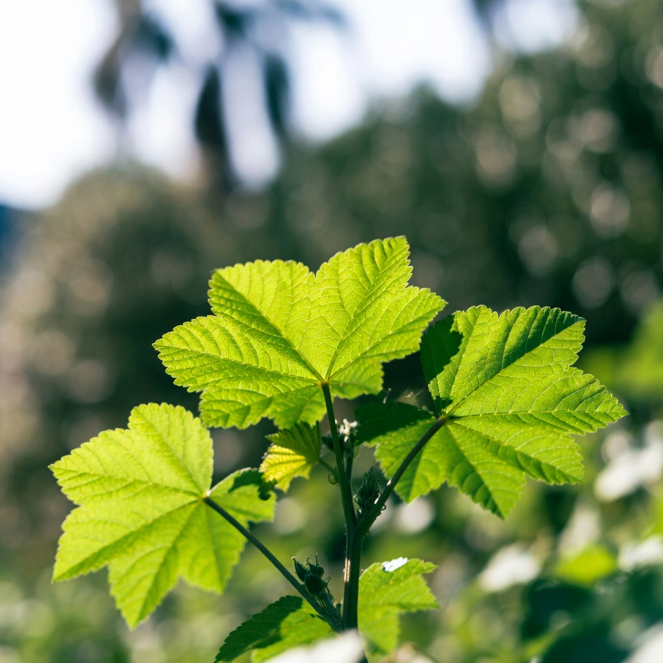 Revelando a Maravilha Verde: Os 10 Principais Benefícios para a Saúde das Folhas de Malva-Comum