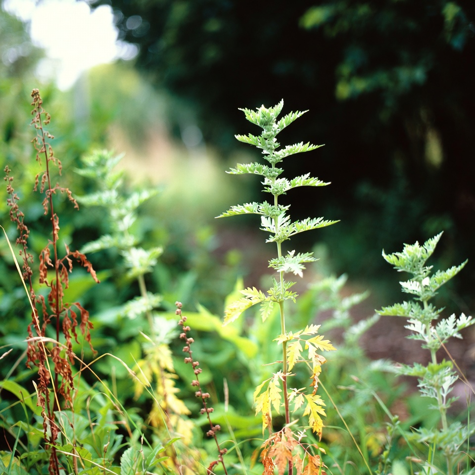 🌿 A artemísia pode ajudar você a dormir melhor? Descubra os poderes calmantes desta erva ancestral