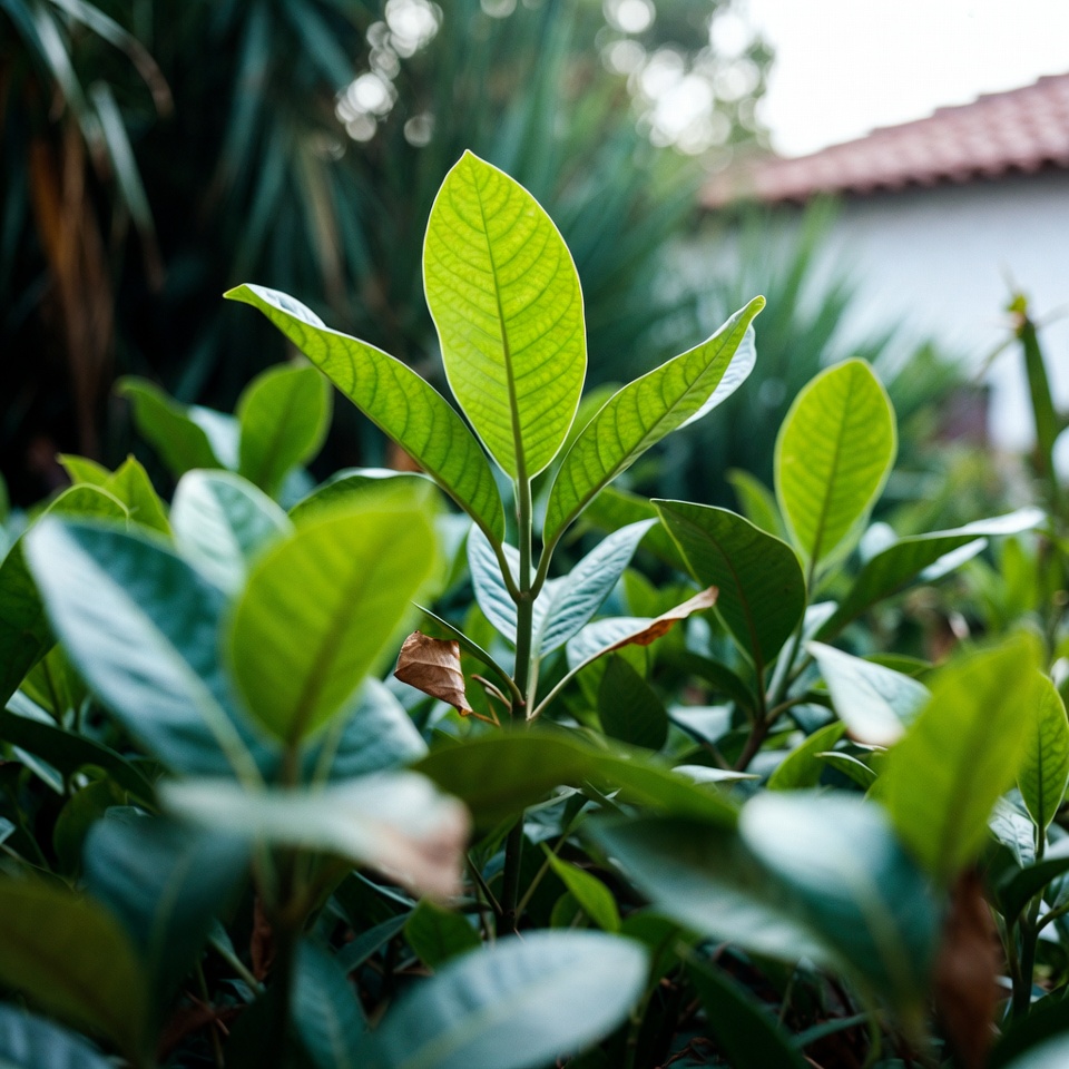 Uma Planta Poderosa com Benefícios Incríveis e Dicas de Cuidados Fáceis