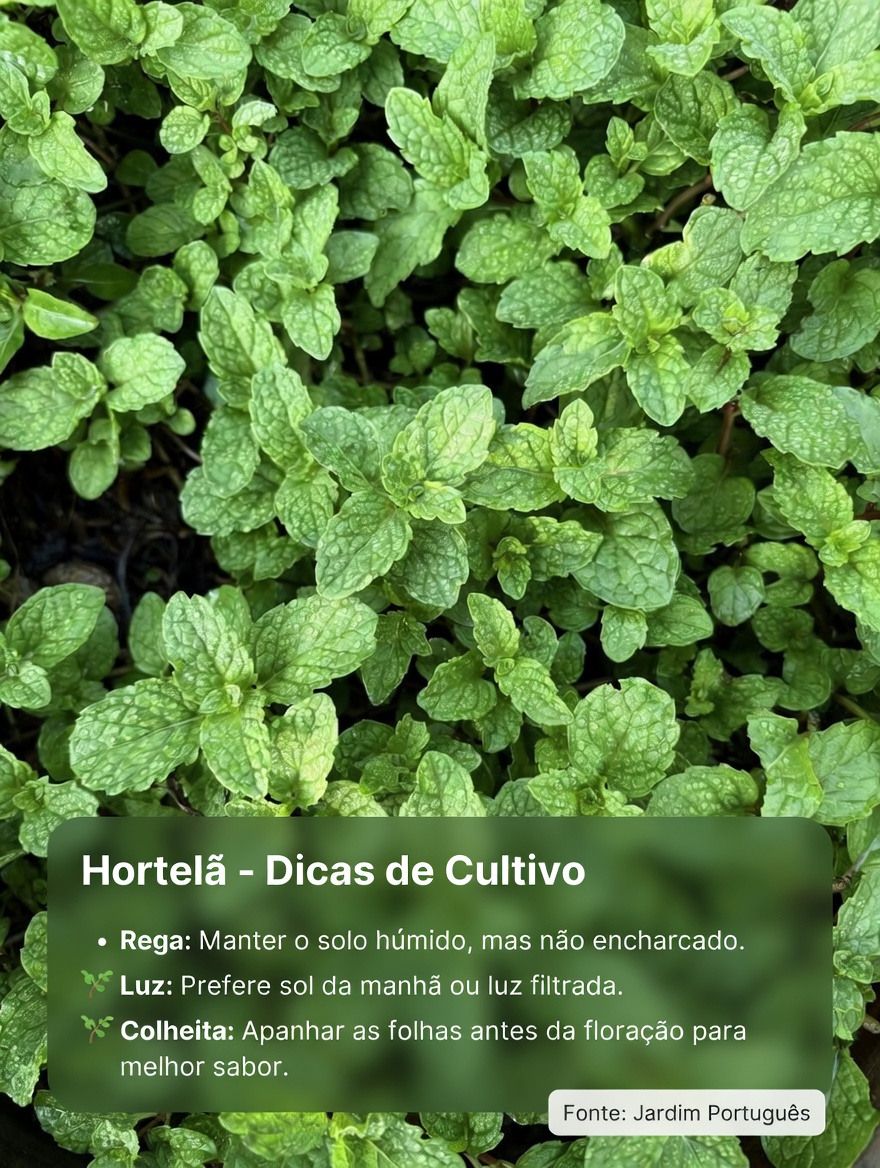 KIT DE EMERGÊNCIA NATURAL QUE TODOS DEVEM TER EM CASA 2026