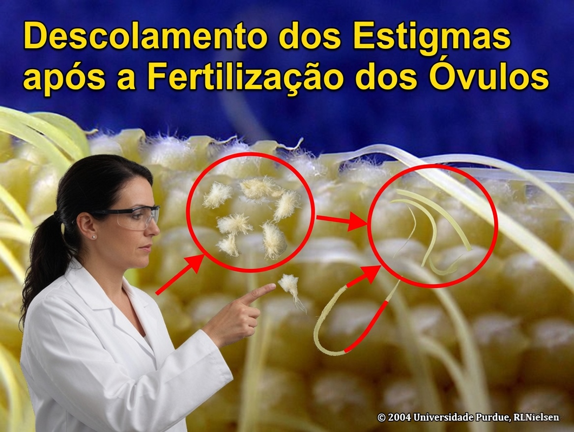 CHÁ DE CABELO DE MILHO TODOS OS DIAS – Para Que Serve, Benefícios Para Sua Saúde e Beleza