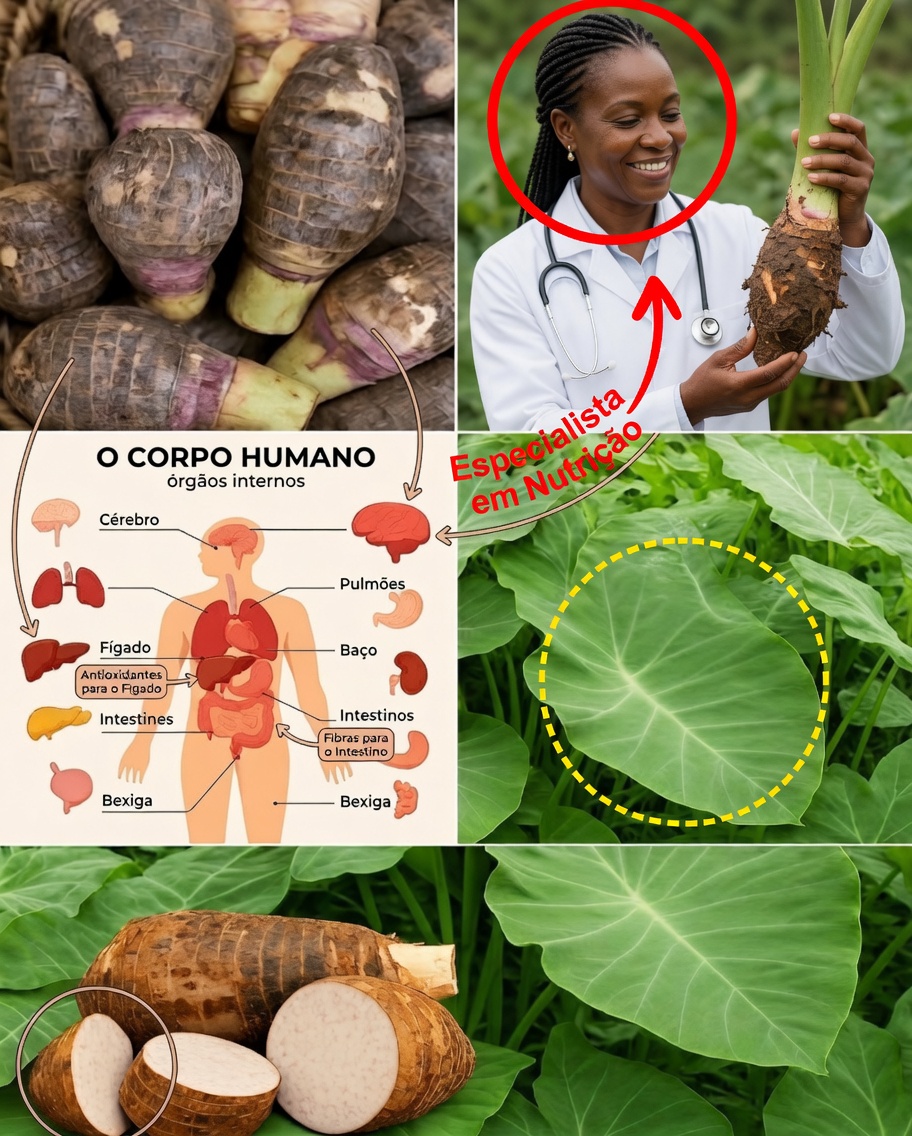 Raiz de Taro: O Poder Oculto Sob a Terra